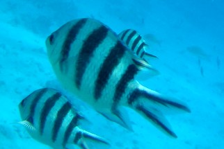 Abudefduf sexfasciatus - Scherenschwanz-Sergeant
